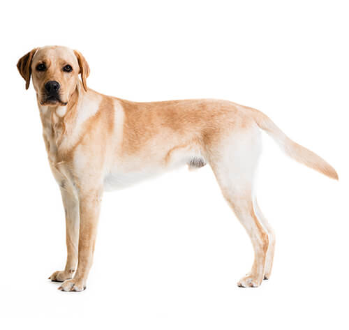 What kind of dog is best sale a labrador